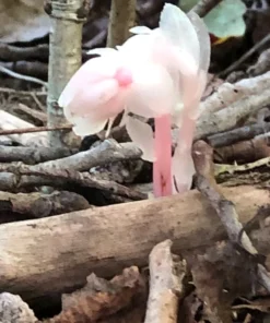 50 Monotropa Uniflora Seeds – Indian Pipe Forest Flower Seeds - Rare Ghost Plant Wildflower for Shade Gardens