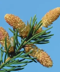 50 Norway Green Spruce Seeds - Christmas Trees (Picea abies)