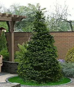 50 Norway Green Spruce Seeds - Christmas Trees (Picea abies)