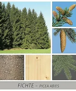 50 Norway Green Spruce Seeds - Christmas Trees (Picea abies)