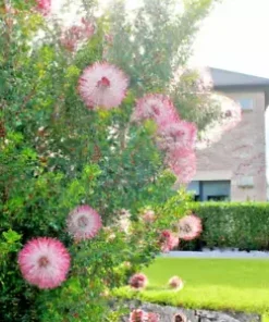 50+ Pink Melaleuca Tea Tree Oil Seed | Showy Honey Myrtle Shrub, Pom Pom Flowers