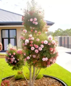 50+ Pink Melaleuca Tea Tree Oil Seed | Showy Honey Myrtle Shrub, Pom Pom Flowers