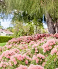 50+ Pink Melaleuca Tea Tree Oil Seed | Showy Honey Myrtle Shrub, Pom Pom Flowers