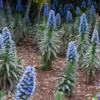 50 Pride of Madeira Seeds | Blue Bugloss (Echium fastuosum) Flowering