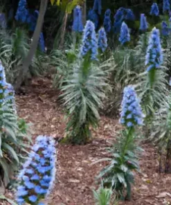 50 Pride of Madeira Seeds | Blue Bugloss (Echium fastuosum) Flowering