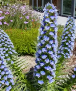 50 Pride of Madeira Seeds | Blue Bugloss (Echium fastuosum) Flowering