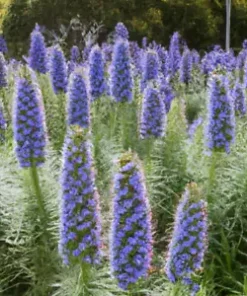 50 Pride of Madeira Seeds | Blue Bugloss (Echium fastuosum) Flowering
