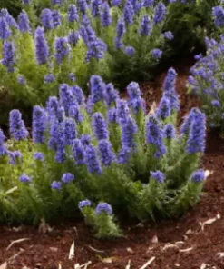 50 Pride of Madeira Seeds | Blue Bugloss (Echium fastuosum) Flowering