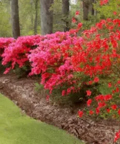 50+ Red Azalea Seeds (Rhododendron bakeri) Cumerland Azalea Flowering Bush
