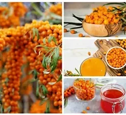 50+ Seaberry Seeds - Sea Buckthorn | Edible Medicinal Berry Fruit Tree
