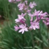 50 Society Garlic Seeds | Ornamental, Edible, Perennial, Flowering (T. violacea)