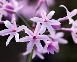 50 Society Garlic Seeds | Ornamental, Edible, Perennial, Flowering (T. violacea)