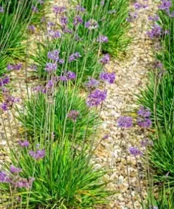 50 Society Garlic Seeds | Ornamental, Edible, Perennial, Flowering (T. violacea)