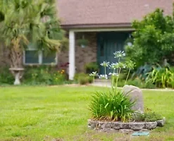 50 Society Garlic Seeds | Ornamental, Edible, Perennial, Flowering (T. violacea)