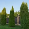 50+ THUJA TREE SEEDS (Thuja occidentalis) White Cedar Arborvitae Hedge Row FAST