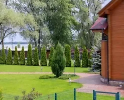 50+ THUJA TREE SEEDS (Thuja occidentalis) White Cedar Arborvitae Hedge Row FAST