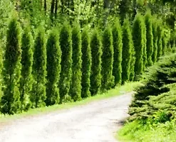 50+ THUJA TREE SEEDS (Thuja occidentalis) White Cedar Arborvitae Hedge Row FAST