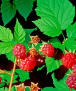 50+ Thimbleberry Seeds (Rubus parviflorus) Flowering Raspberry Sweet Berry Fruit