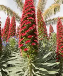 50 Tower of Jewels Red Bugloss Seeds (Echium Wildpretti) Tropical Deer Resistant