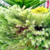 50+ Tropical Oak Tree Seeds (Casuarina cunninghamiana) | She-Oak, Bonsai