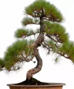 50+ Tropical Oak Tree Seeds (Casuarina cunninghamiana) | She-Oak, Bonsai