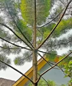 50+ Tropical Oak Tree Seeds (Casuarina cunninghamiana) | She-Oak, Bonsai