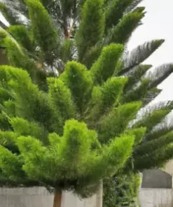 50+ Tropical Oak Tree Seeds (Casuarina cunninghamiana) | She-Oak, Bonsai