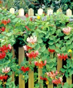 50+ Twin-berry Honeysuckle Seeds (L involucrata) Medicinal Red Flower Vine Shrub