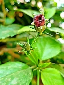 50+ Twin-berry Honeysuckle Seeds (L involucrata) Medicinal Red Flower Vine Shrub