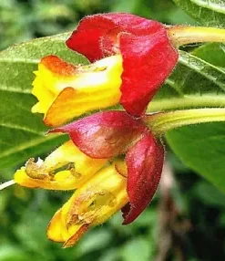 50+ Twin-berry Honeysuckle Seeds (L involucrata) Medicinal Red Flower Vine Shrub