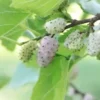 50+ White Mulberry Tree Seeds | Sweet Edible Fruit, -