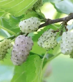 50+ White Mulberry Tree Seeds | Sweet Edible Fruit, -