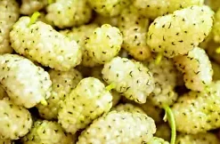 50+ White Mulberry Tree Seeds | Sweet Edible Fruit, -