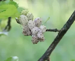 50+ White Mulberry Tree Seeds | Sweet Edible Fruit, -