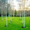 50+ White Paper Birch Tree Seeds (Betula papyrifera) | FAST-GROWING TREE, SHOWY!