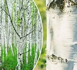50+ White Paper Birch Tree Seeds (Betula papyrifera) | FAST-GROWING TREE, SHOWY!