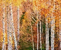 50+ White Paper Birch Tree Seeds (Betula papyrifera) | FAST-GROWING TREE, SHOWY!