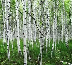 50+ White Paper Birch Tree Seeds (Betula papyrifera) | FAST-GROWING TREE, SHOWY!