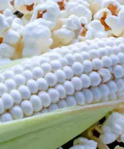 50+ White Popcorn Seeds, Grow Non-GMO Japanese Hulless Corn