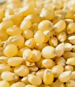 50+ White Popcorn Seeds, Grow Non-GMO Japanese Hulless Corn