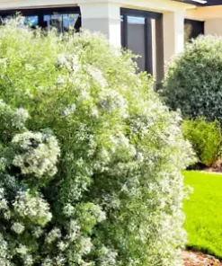 50+ White Tea Tree Oil Seeds (Melaleuca linariifolia) Snow In Summer, Shrub