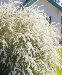 50+ White Tea Tree Oil Seeds (Melaleuca linariifolia) Snow In Summer, Shrub