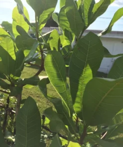 50 fresh Cashew Leaves - Organically Growth