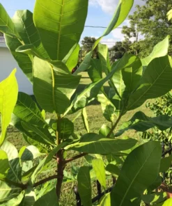50 fresh Cashew Leaves - Organically Growth