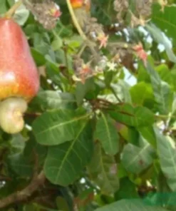 50 fresh Cashew Leaves - Organically Growth