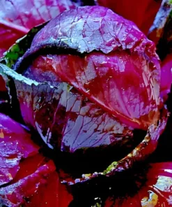 500+ Cabbage Red Acre Heirloom Non-GMO Garden Fresh Vegetable Seeds,