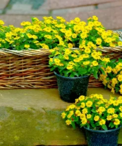 500 Creeping Zinnia Ground Cover Rock Garden Flower Seeds
