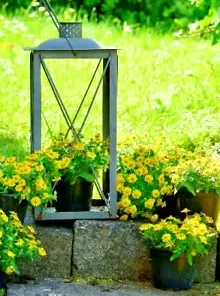 500 Creeping Zinnia Ground Cover Rock Garden Flower Seeds