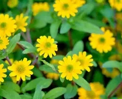 500 Creeping Zinnia Ground Cover Rock Garden Flower Seeds