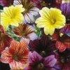 500+ EZ ANNUAL FLOWER SEED MIX | (Salpiglosis grandiflora) Bulk Paisley Flowers!